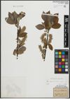 Foto von Salix appendiculata Vill. x Salix caprea L.